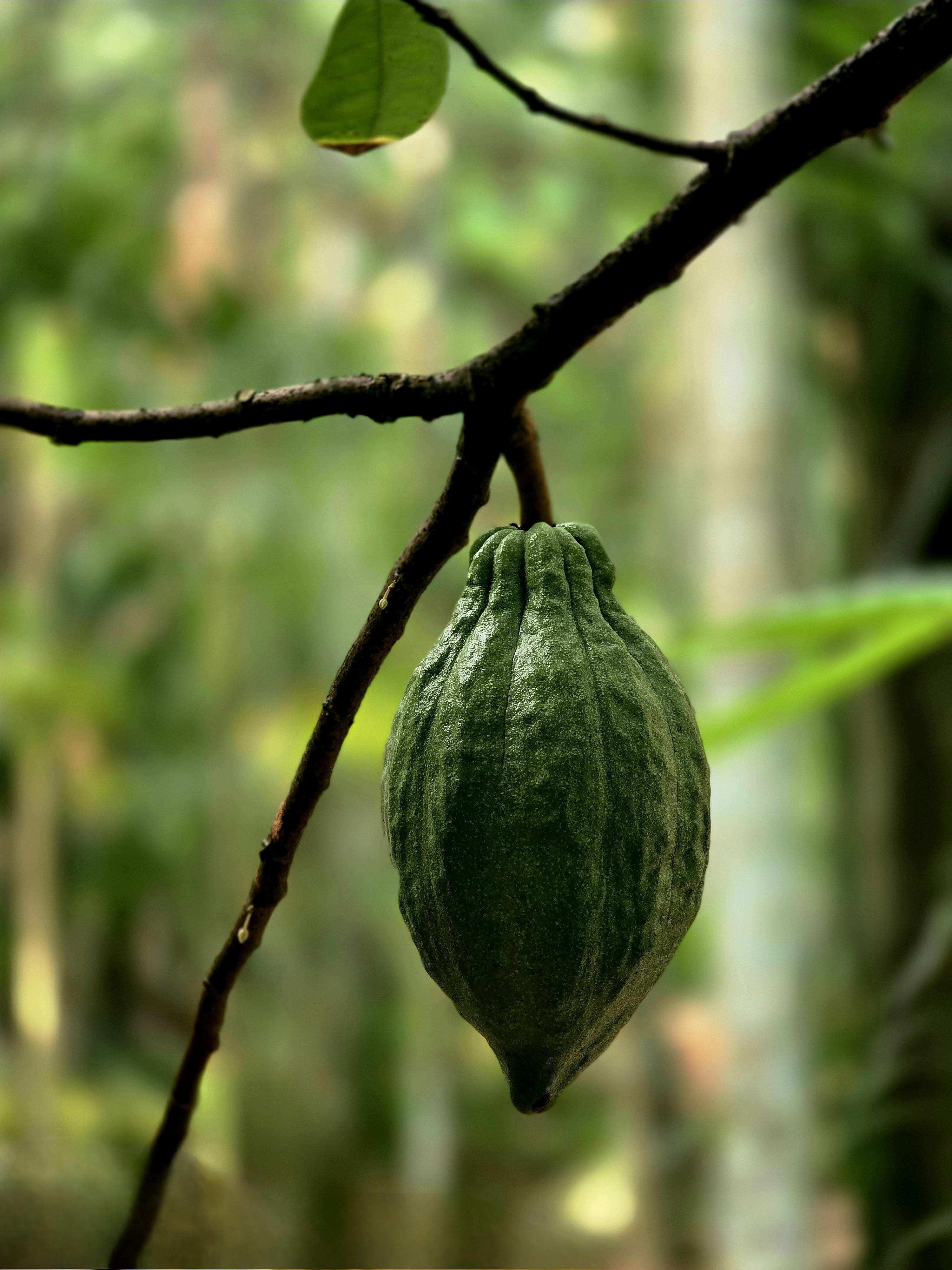 Cacao