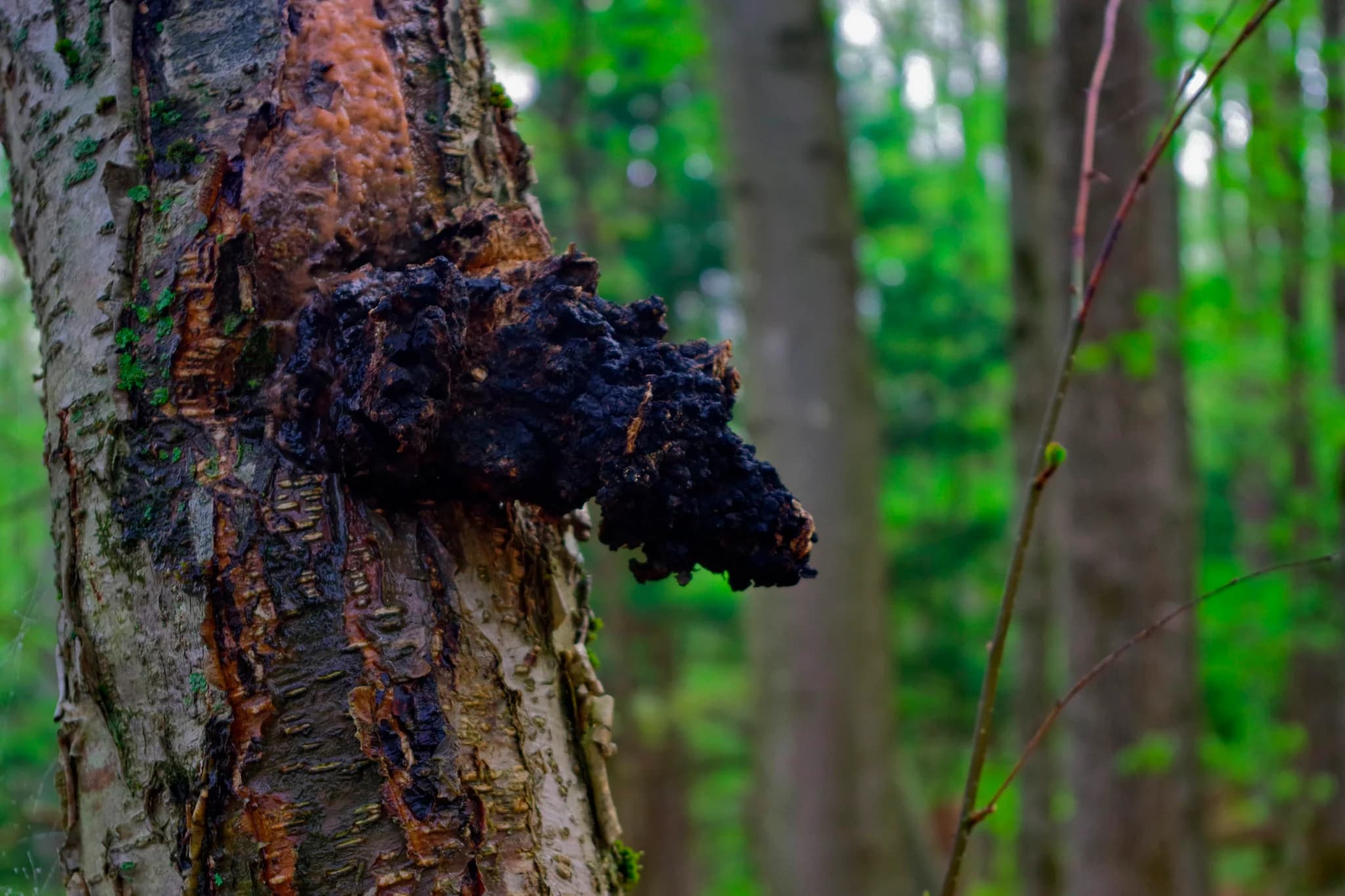 Chaga