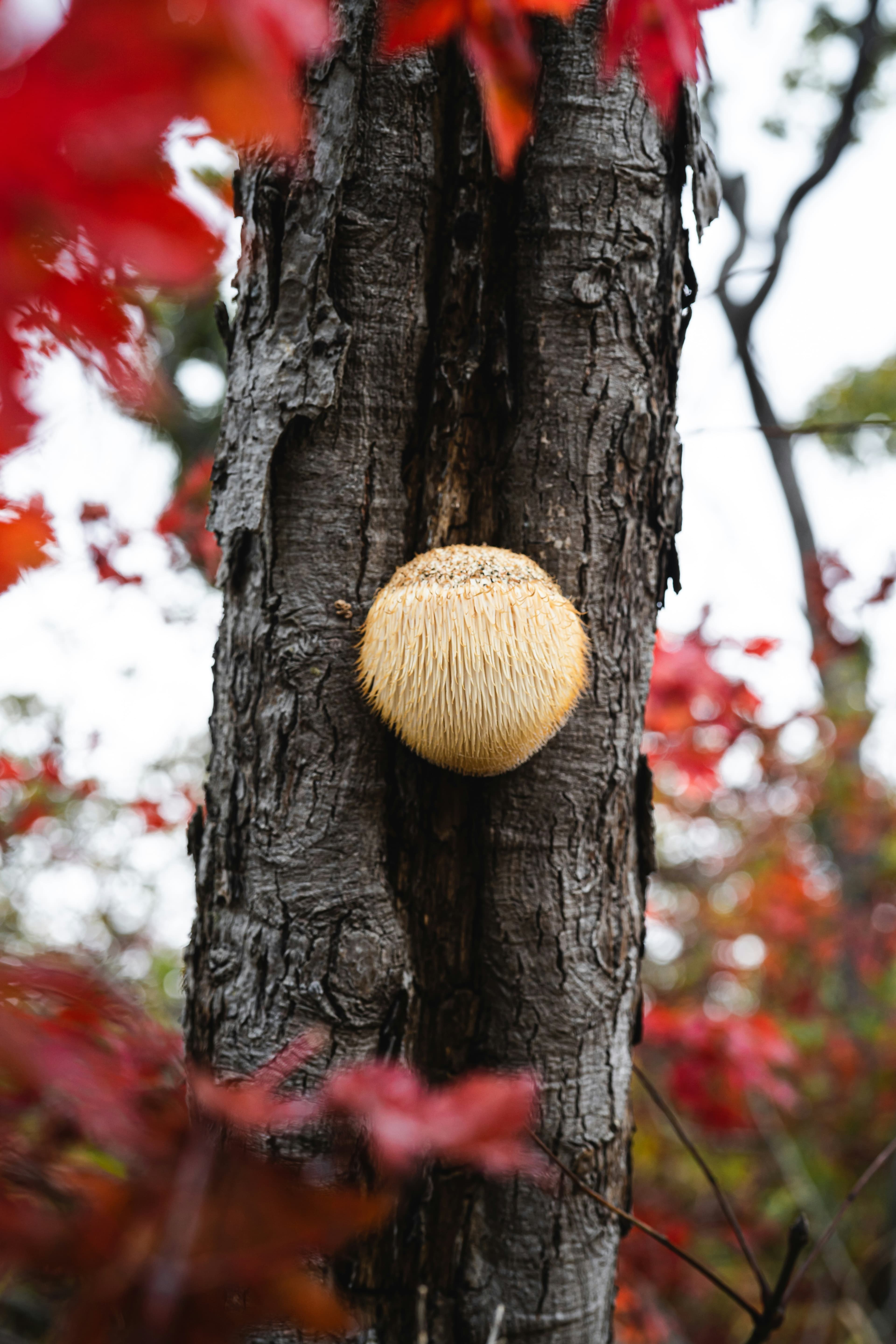 Lion's Mane