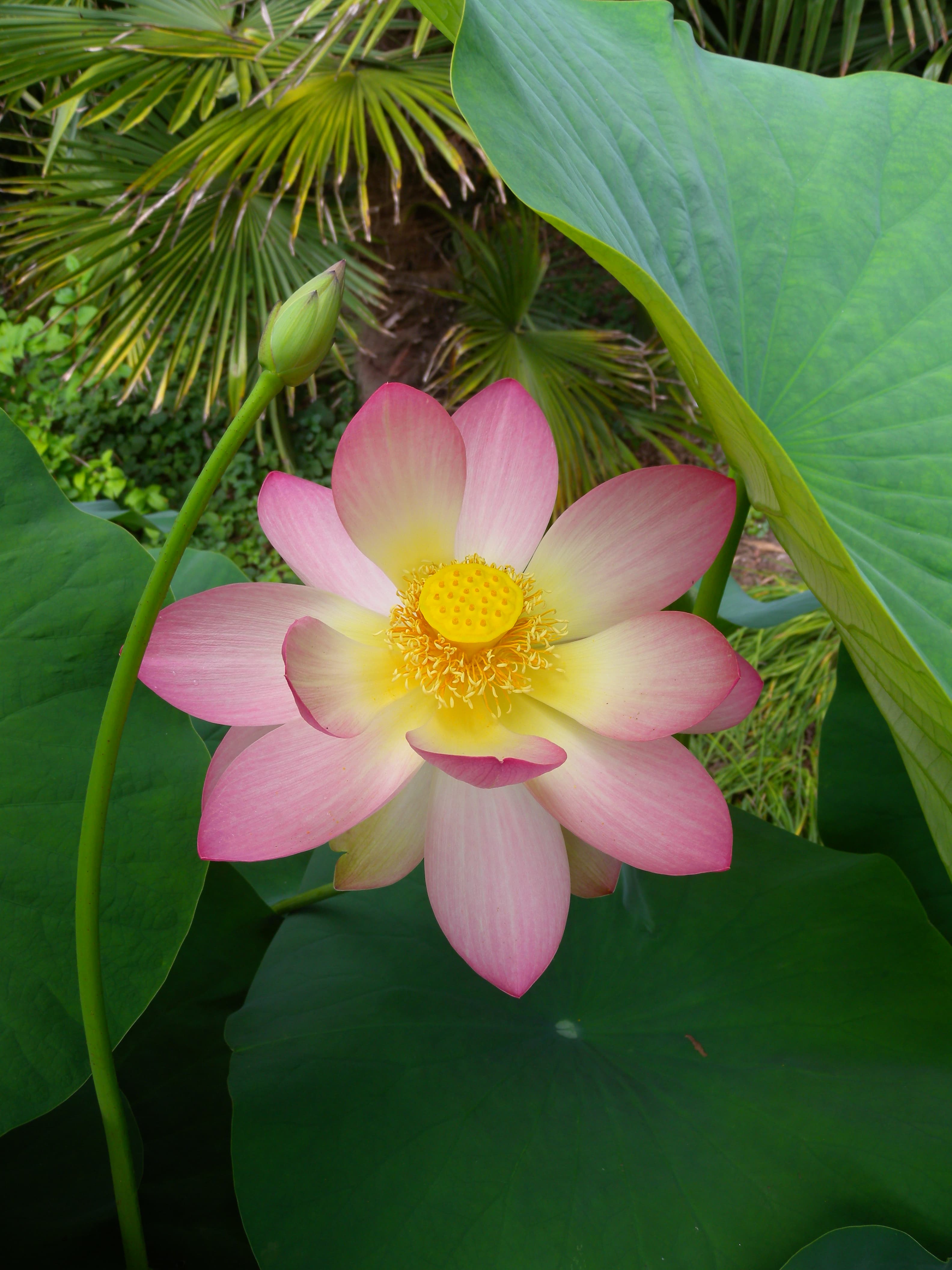 Pink Lotus