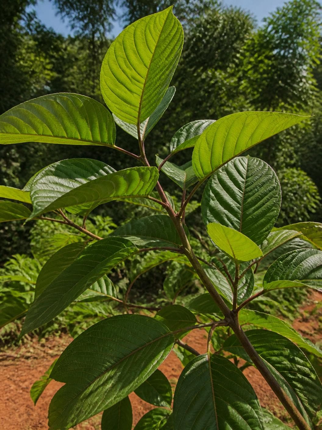 A young kratom tree in bright sun photographed from below: large glossy leaves in opposite pairs along reddish woody stems, red earth at the foot of the trunk and other trees blurred green behind.