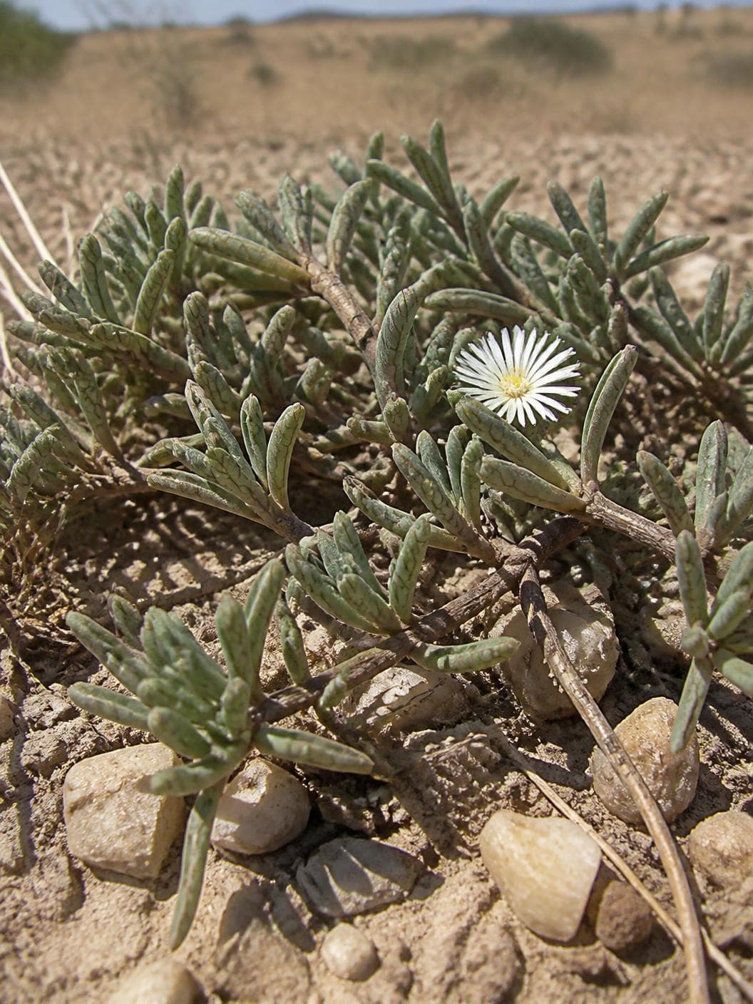 A low sprawling succulent growing in dry stony ground, fleshy grey-green leaves on woody stems, one white many-petalled flower with a yellow centre open among them, quartz pebbles at the base and a dry horizon beyond.