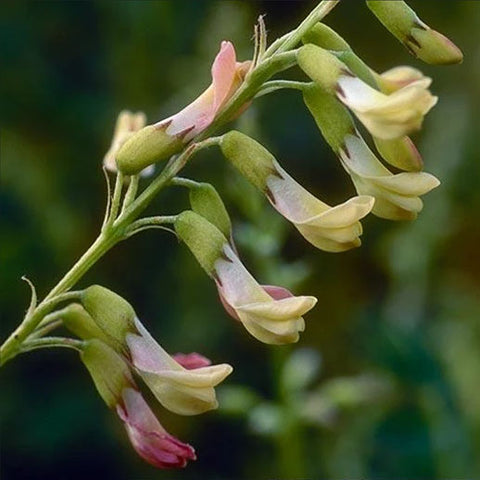 Astragalus