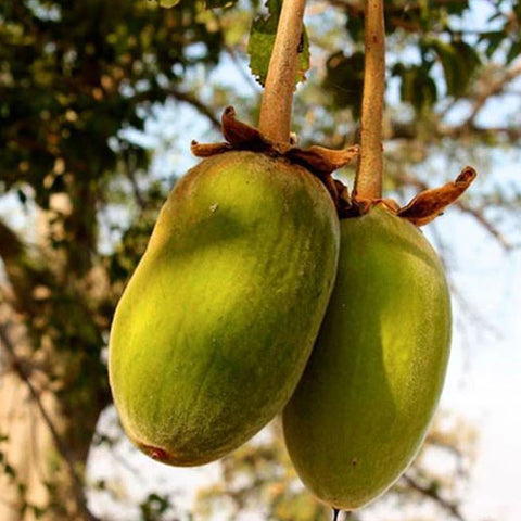 Baobab