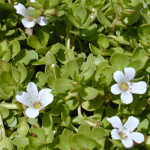 Brahmi