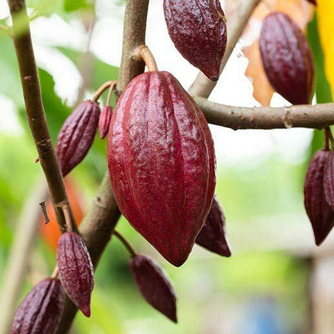 cacao