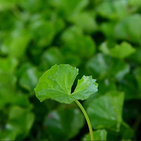 Gotu Kola