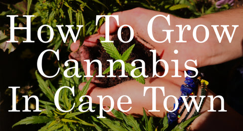 How to Grow Cannabis In Cape Town - A Simple, Practical Guide