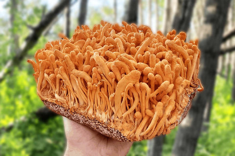 Cordyceps.jpg