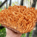 Cordyceps.jpg