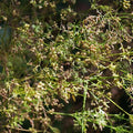 CorianderSeeds2_752d6332-4072-4b0c-be48-8a6c66bf848b.jpg