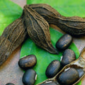 Mucuna2_2a7a2470-5309-41bf-b0fc-c3e2a05c24aa.jpg