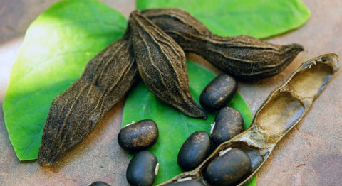 Mucuna2_2a7a2470-5309-41bf-b0fc-c3e2a05c24aa.jpg