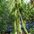 Mucuna3_f0b49dee-b9ee-4239-876b-c9994b304c31.jpg