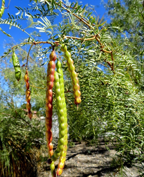 TorC_Mesquite_101_0e9aba2e-c912-421c-a1a7-2df05fe0d48e.jpg