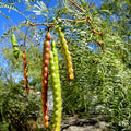 TorC_Mesquite_101_0e9aba2e-c912-421c-a1a7-2df05fe0d48e.jpg