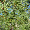 TorC_Mesquite_102_0d8ffd7a-e5a3-4868-a2fb-54fe702bdd9b.jpg