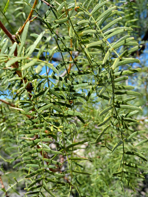 TorC_Mesquite_102_0d8ffd7a-e5a3-4868-a2fb-54fe702bdd9b.jpg