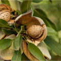 almonds3_1eca997d-1a02-4e10-abb5-712812b36b91.jpg