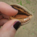 almonds4_b4dbe440-a626-442d-98c6-fb8afe35ef3e.jpg