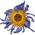blue lotus whole flowers 2.PNG