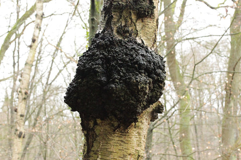 chaga.jpg