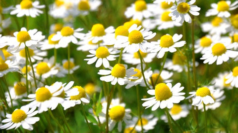 chamomile3_8e2ba14d-9f24-41c3-ae35-f04079a898ce.jpg