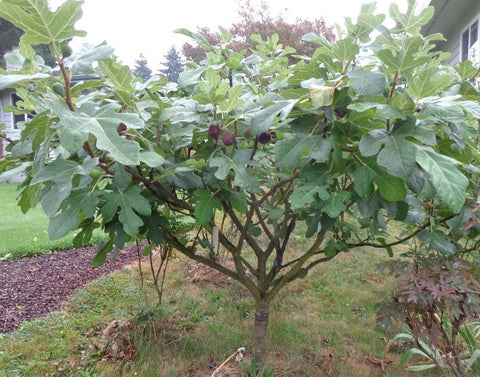 figs3.jpg