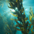 kelp2.jpg