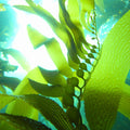 kelp3.jpg