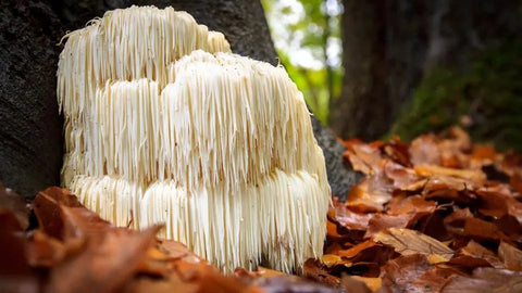 lions mane.jpg