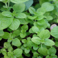 marjoram2.jpg