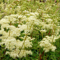 meadowsweet2.jpg