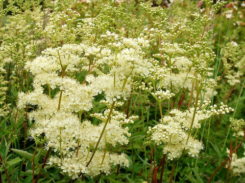 meadowsweet2.jpg