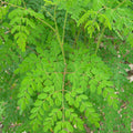 moringa-tree_172316a0-8908-485b-96c2-51cfec43bfcc.jpg