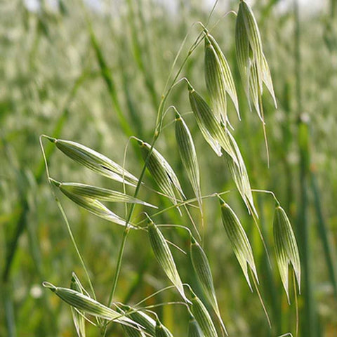 oatstraw2__29201_zoom_f8e2cbea-9209-4686-a960-1c0552ca25c8.jpg