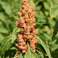 quinoa3_677aa468-100d-4d41-9156-c75fd68441fe.jpg