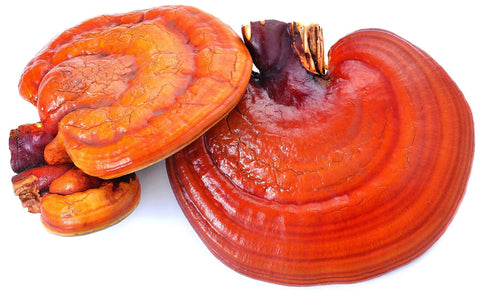 reishi.jpg