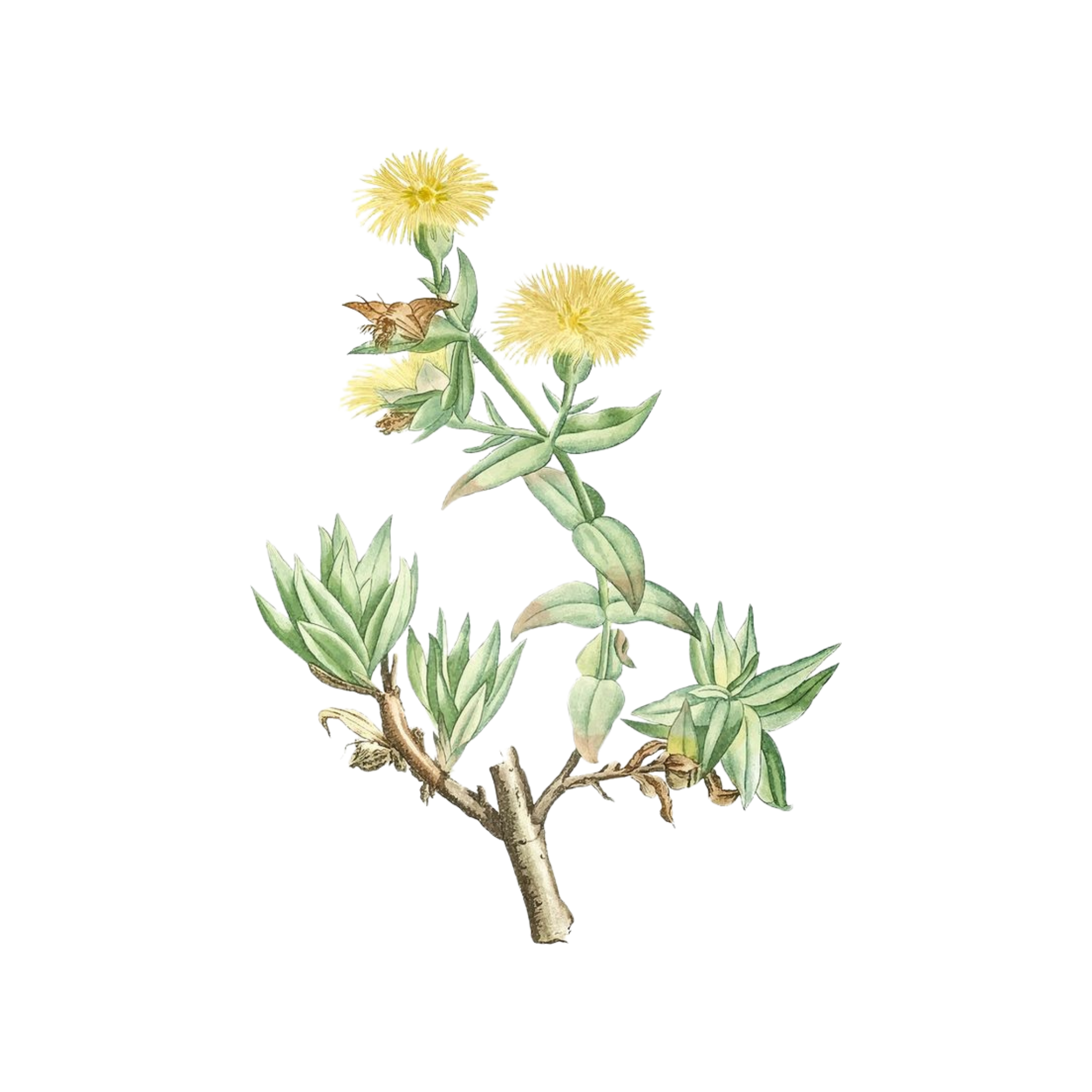 Sceletium