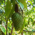 soursop leaf.jpeg