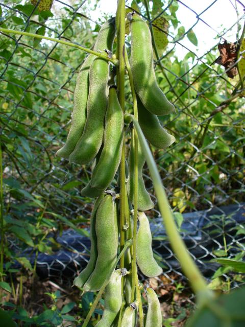 Mucuna3_f0b49dee-b9ee-4239-876b-c9994b304c31.jpg